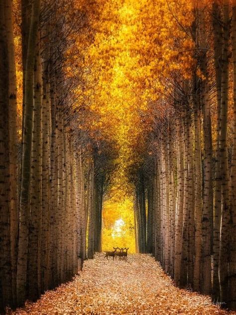 Oregon tree research center. Photo by Debbie Heyer. | Landscape, Boardman tree farm, Scenery