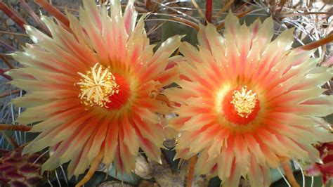 Flowering barrel cactus of the Southwest