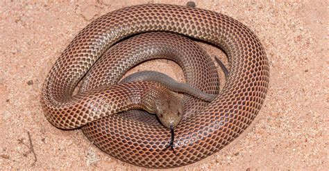 Are Brown Snakes Poisonous (Venomous) or Dangerous? - AZ Animals