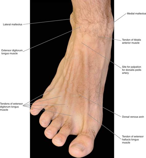 Anterior Foot Anatomy