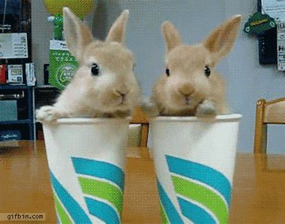 This Gallery Of 32 Amazing Rabbit GIFS Is The Best Thing You Will Find On The Internet. Ever ...