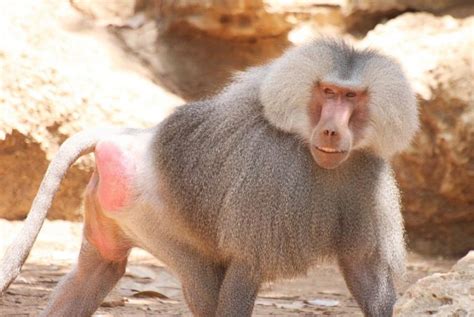 Hamadryas Baboon Facts, Range, Behavior, Diet, Pictures