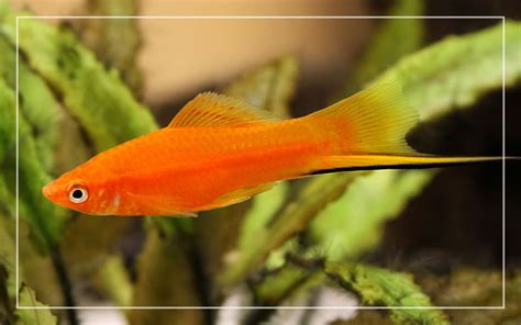 Swordtail Fish – Species Profile & Facts