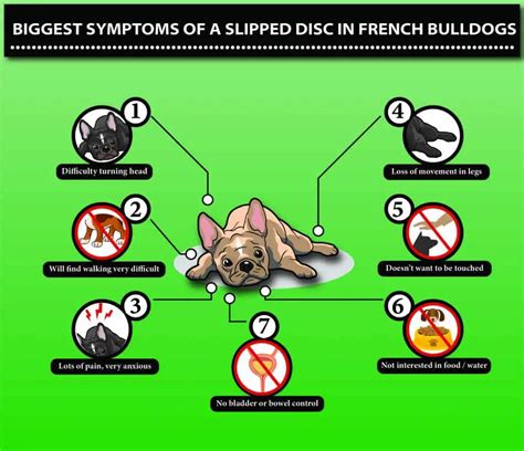 French Bulldog Slipped Disc?*13 SYMPTOMS | NEW INFOGRAPHIC