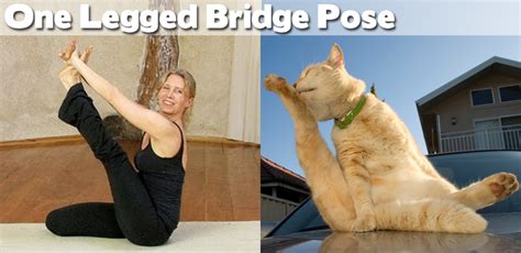 Animals Demonstrating Funny Yoga Poses (27 pics) ~ Cute Animals 4 You