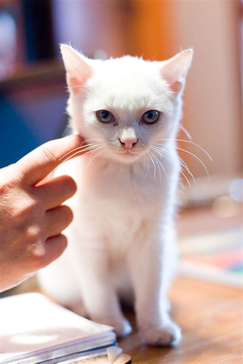 25 Signs of Pain in Cats | Psychology Today