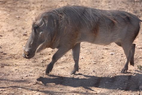 Meet the Animals - Abilene Zoo