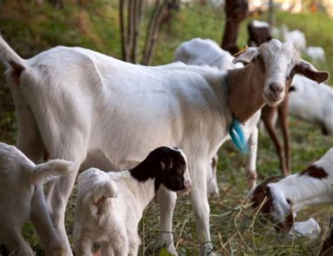 Somali Goat Farming: Business Plan For Beginners