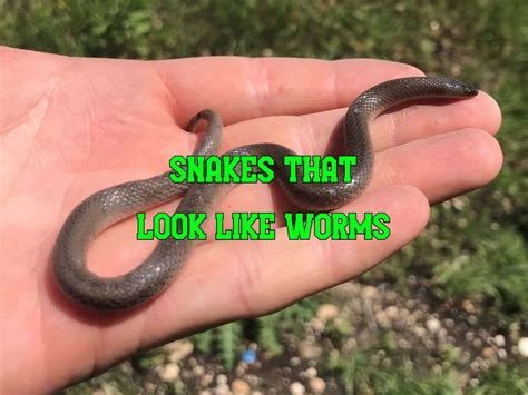 14 Snakes That Look Like Worms (With Pictures)