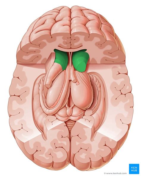 Coronal sections of the brain: Anatomy | Kenhub