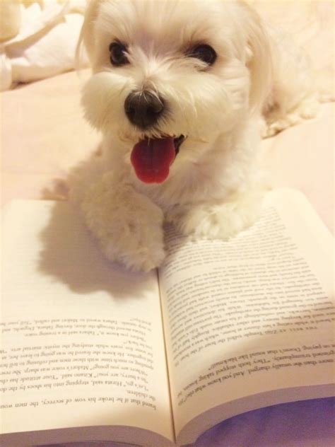 Adorable Animals Reading Books | Dog books, Cute animals, Animals