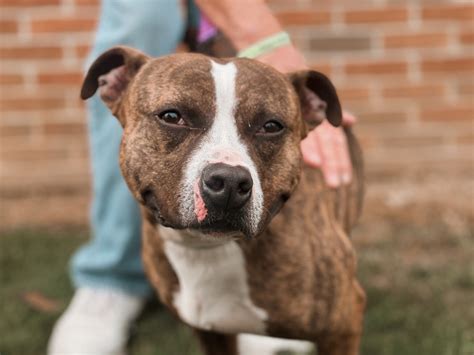 Adorable K9 Adoption Center Dog of The Week - WHIZ - Fox 5 / Marquee ...