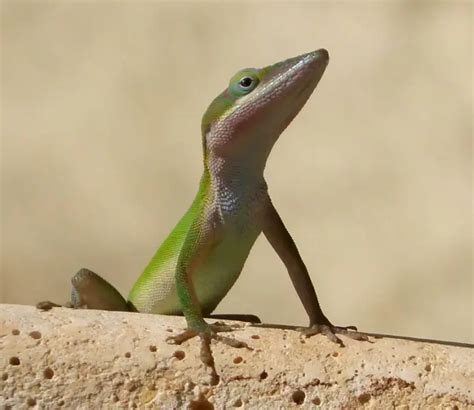Cuban green anole - Facts, Diet, Habitat & Pictures on Animalia.bio