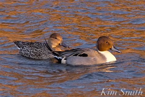 Female Northern Pintail | Kim Smith Films