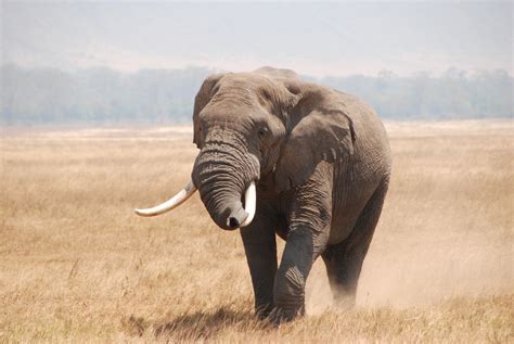 The Big 5 of Ngorongoro Crater | Ngorongoro Conservation Area