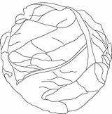 Cabbage Coloring Page At GetColoringscom  Free Printable colorings sketch template