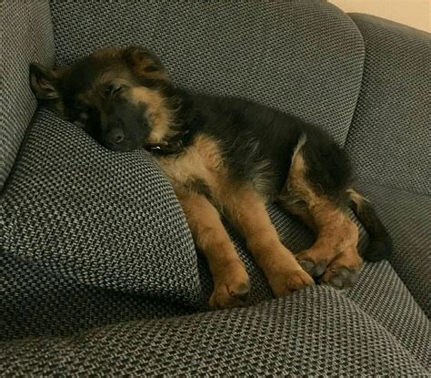 Wake up sleeping head! German Shepherd Pup! too cute! | Shepherd puppies, German shepherd ...