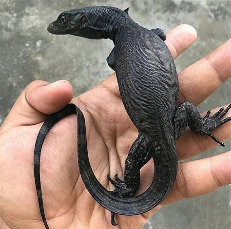 Black Dragon (Lampung) - Awesome | Reptiles pet, Pet lizards, Monitor lizard