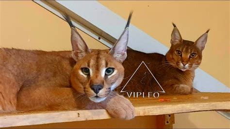 Caracal Pet - estrelaspessoais