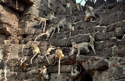 Lopburi, Thailand: Monkeys Scampering over Stones at Wat San Yot Stock Photo by ©LeeSnider 38020489