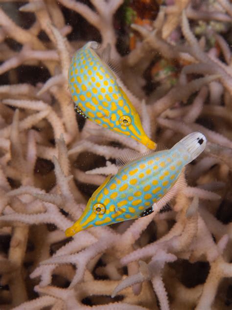 Macro Life on the Great Barrier Reef • Scuba Diver Life