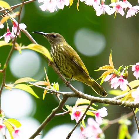 Purple-naped Sunbird Identification - Shanghai Birding 上海观鸟