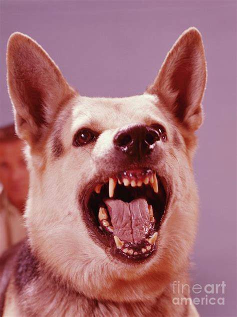 German Shepherd Dog Snarling Photograph by H. Armstrong Roberts - Fine Art America