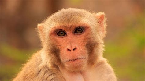 New 'atlas' of a monkey brain maps 4.2 million cells | Live Science