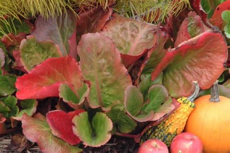 Bergenia cordifolia 'Winter Glow' (Heartleaf Bergenia)