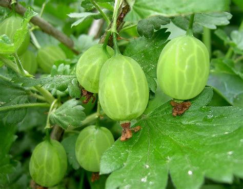 Temperate Climate Permaculture: Permaculture Plants: Gooseberries