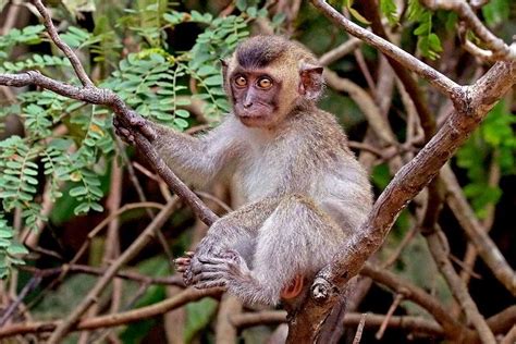 Endangered species listing of long-tailed macaques: 'shocking, painful, predictable' (commentary)