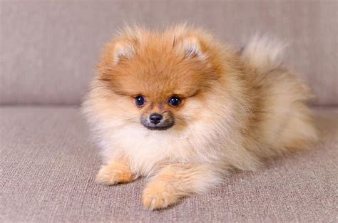 Pomeranian Prices in 2023: Purchase Cost, Vet Bills, and More! - AZ Animals