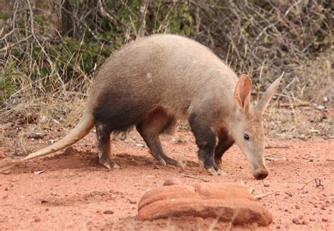 Discover the Fascinating World of Aardvark Symbolism, Meaning, and Totem