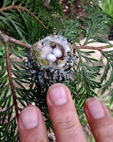 This is the size of a hummingbird nest | Hummingbird nests, Beautiful birds, Bird eggs