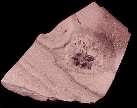 Green River Formation. #Fossil Flower | Fossils, Fossil, Prehistoric