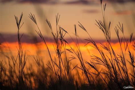 Sunset through grassy fields | Sunsets along a grassy field.… | Flickr