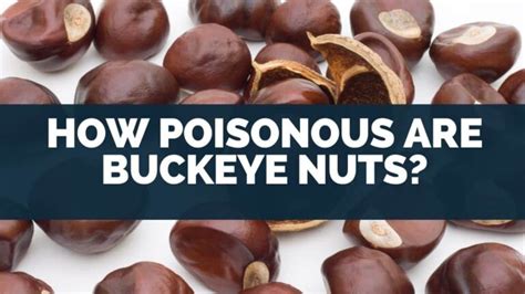 How Poisonous Are Buckeye Nuts To Humans? (Edible, Can You Eat)