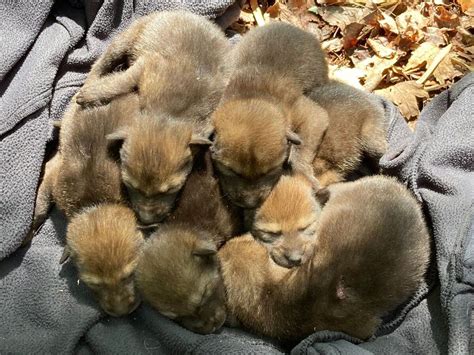 Check out this pawesome litter of endangered red wolf pups : NPR