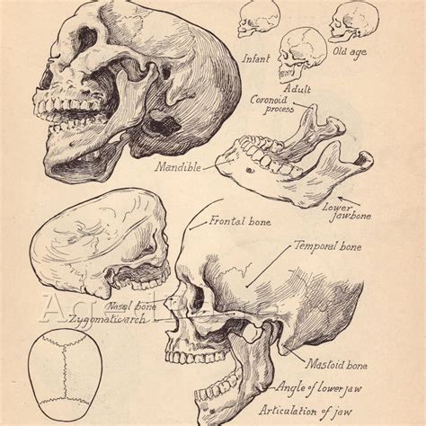 Vintage Anatomy Print, Antique Artistic Human Anatomy Chart, Book Illustrations, 1930s Prints to ...