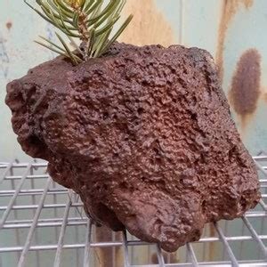 Lava Rock for Aquarium Plants Succulents Aquarium Decor - Etsy