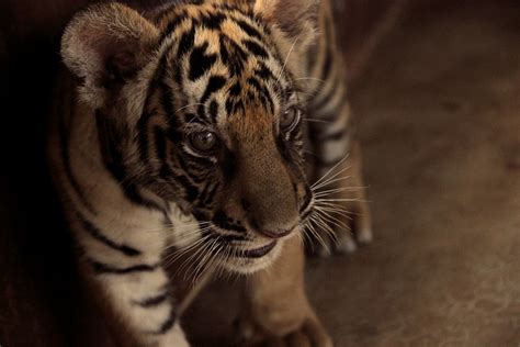 sweet tiger cub | EladeManu | Flickr