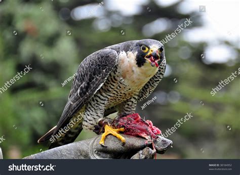 Peregrine Falcon Eating While Perched On Gloved Hand Of Zoo Keeper At ...