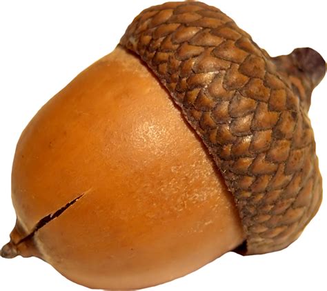 Acorn PNG Image for Free Download