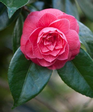 Pruning camellias: top tips for this winter-flowering shrub | Gardeningetc