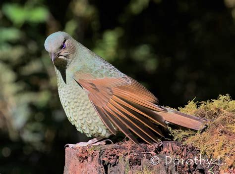 Bowerbirds – Ausemade