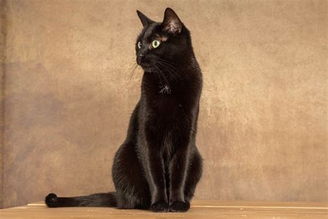 How Much Does a Bombay Cat Cost? 2024 Price Guide | Hepper