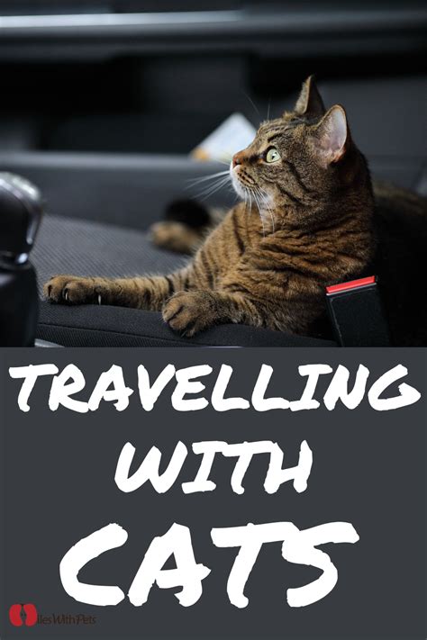 Travelling with Cats - A Complete Checklist