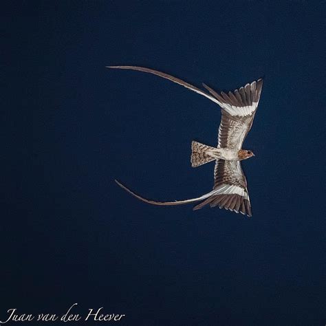 🔥 Pennant Winged Nightjar in flight : NatureIsFuckingLit