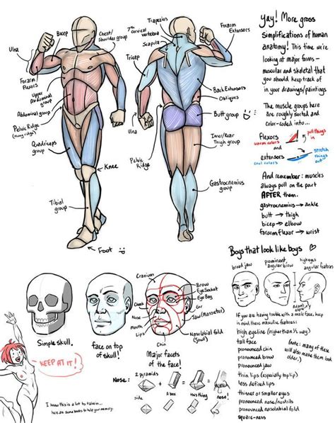 Life drawing reference, Drawing male anatomy, Person drawing