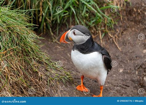 Atlantic Puffin in Iceland, Near Its Burrow, Standing Stock Photo ...